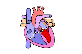 Sistem peredaran darah adalah merupakan salah satu dari bagian dari kinerja jantung dan jaringan pembuluh darah yang dibentuk. Contoh Gangguan Pada Sistem Peredaran Darah Manusia Dan Penyebabnya Semua Halaman Bobo