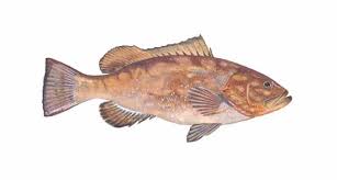 grouper seafoodsource
