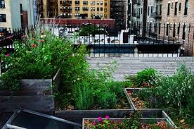 The Growing Popularity Of Rooftop Gardens