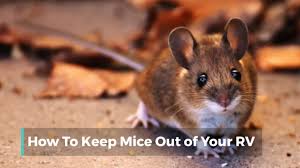 how to keep mice out of your cer for