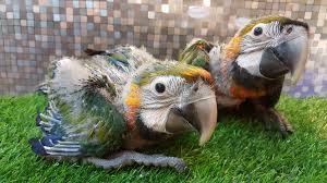 catalina macaw order pair of
