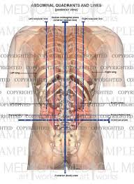 Anatomically its subdivided into sections such as major muscle groups brain lobes or abdominal quadrants. Abdominal Lines And Quadrants Posterior View Medical Art Works