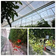 Cost To Build A Commercial Greenhouse