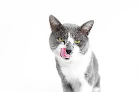 cat licking their lips 9 reasons why