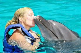 research dolphindoc dolphin therapy