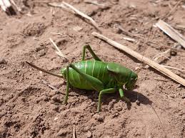 Mormon Cricket (Grasshopper and Crickets of Valles Caldera National  Preserve) · iNaturalist