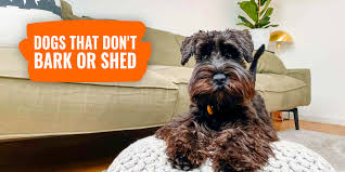 15 dogs that don t bark or shed