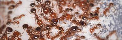 why fire ant home remes don t work