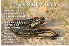 Black and yellow snakes in texas are generally harmless, but that is not always the case. Snake Of The Day Texas Garter Snake Txsi