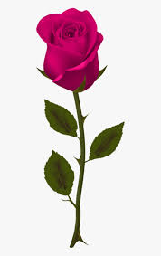 free png pink rose png images