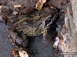 toad or frog in garden but no pond