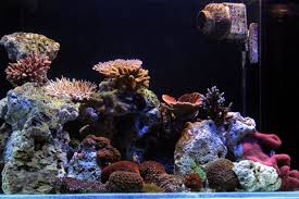 not so sticky carpet anemone reef