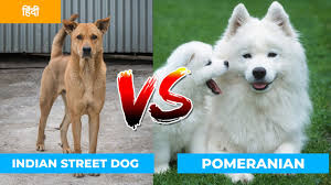 indian street dog vs pomeranian in