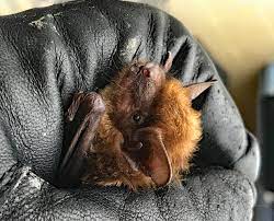 caring for big brown bats in the winter