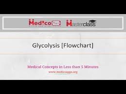 Videos Matching Glycolysis Embden Meyerhof Pathway