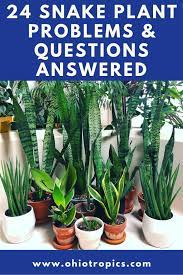 24 Common Snake Plant Problems