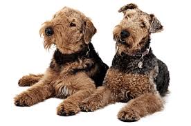 South florida's premier puppy botique. Airedale Terrier Puppies For Sale In Florida Adoptapet Com