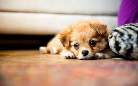 300 puppy wallpapers wallpapers com