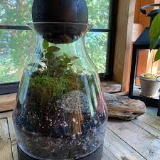 self sustaining terrarium