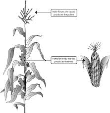 (i)a flower has following parts arranged in four 4.pistil/gynoecium it is the female unit of flower. The Maize Plant And Its Flowering Parts Download Scientific Diagram