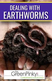 what to do about earthworms our