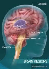 the human brain