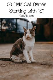 100 sweet cat names that start with s