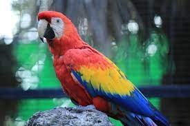 how much does a scarlet macaw cost