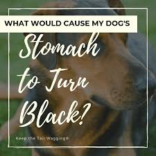 Dog colon cancer symptoms are very similar to the symptoms of irritable bowel syndrome (ibs) and colitis. What Would Cause My Dog S Stomach To Turn Black Keep The Tail Wagging