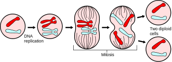 Maybe you would like to learn more about one of these? Mitosis Wikipedia
