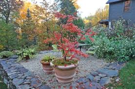Overwintering Japanese Maples