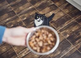 cat nutrition guide to cat food
