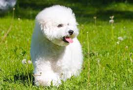 Show dogs, however, are usually restricted to being white only. 17 Curly Haired Dog Breeds Playbarkrun