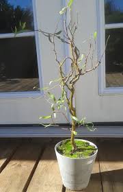 Took this photo in early april and by the end june if not sooner the. Curly Willow Casting Off Blackened Limbs Teaching Me Respect For Life And Death Bonsai Steemit