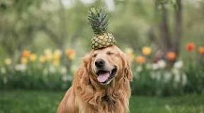 can-dogs-have-pineapple-ice-cream