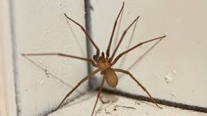 How To Get Rid Of Brown Recluse Spiders