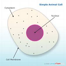 Plant and animal cells have several differences and similarities. Info Library 100s Of Pages Of Useful Science Education Information Preproom Org