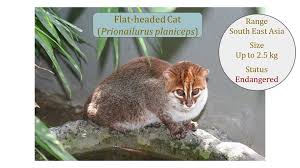 Persian cats' flat faces are referred to as brachycephalic. Small Asian Wild Cats Leopard Cat Family Prionailurus