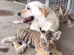 VIDEO VIRAL: Perrita se convierta en la nueva madre de tres cachorros de tigre | En el Radar