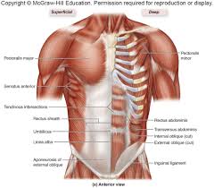 Learn about each muscle, their locations & functional anatomy. Chest Muscles Pictures Mcgraw Hill Diagram Quizlet