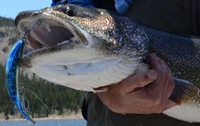 why are lake trout lures so tough to