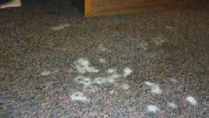 ways to get rid of carpet mold