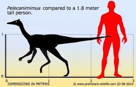 Comparación de altura entre un apersona y un pelecanimimus polyodon