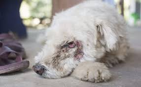 eye cancer in dogs types symptoms