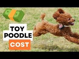 how much do toy poodles cost