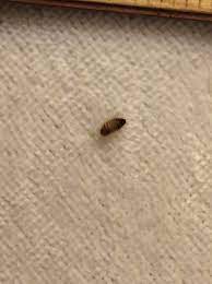 bug in my bedroom what is it