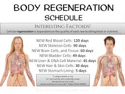 Body Regeneration Schedule Hso4u Bodyregenerationschedule