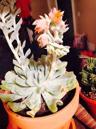Posts about flowering succulents written by candiceclarkportfolio. Succulent Identification