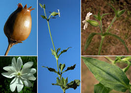 Silene latifolia Poir. - Sistema informativo sulla flora vascolare dei ...