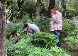 La posición de méxico respecto al uso de cannabis y marihuana ha sido tradicionalmente contraria a su uso. Who Benefits From Mexico Becoming Biggest Legal Pot Market Los Angeles Times